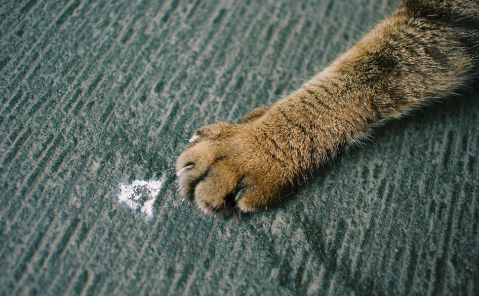 Katzenpfote - Pawsometime