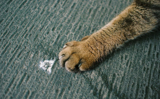 Katzenpfote - Pawsometime