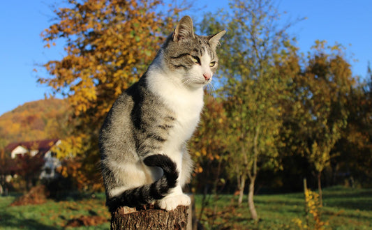 Kratzbaum kaufen - Pawsometime