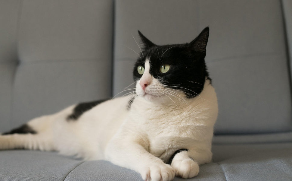 Wohnungskatzen - Pawsometime