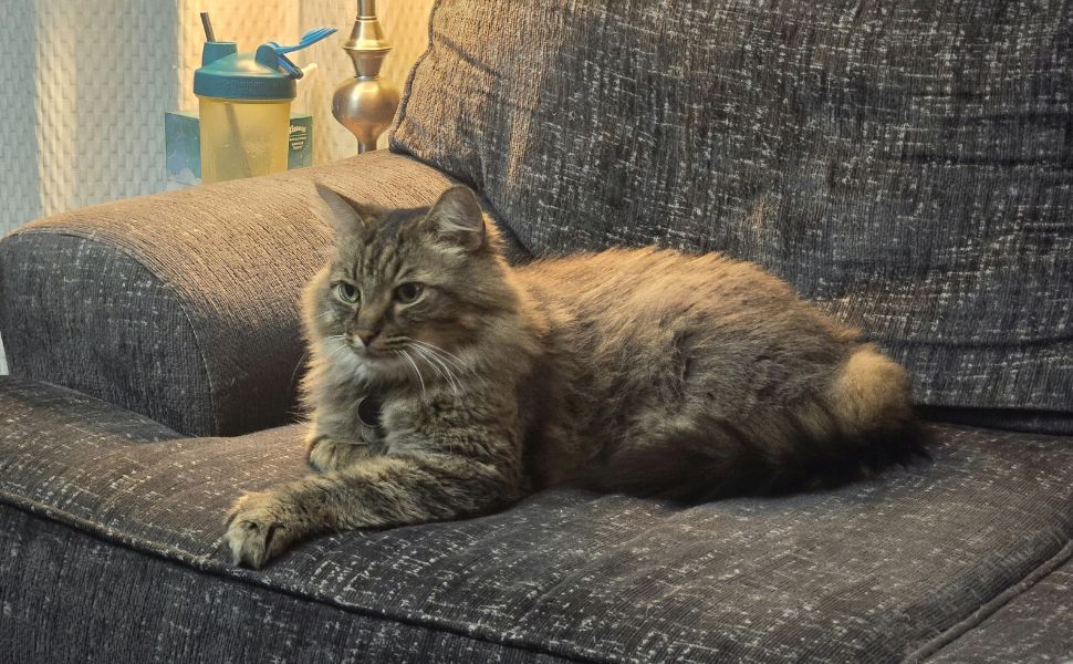 Kratzecken Katzen - Pawsometime