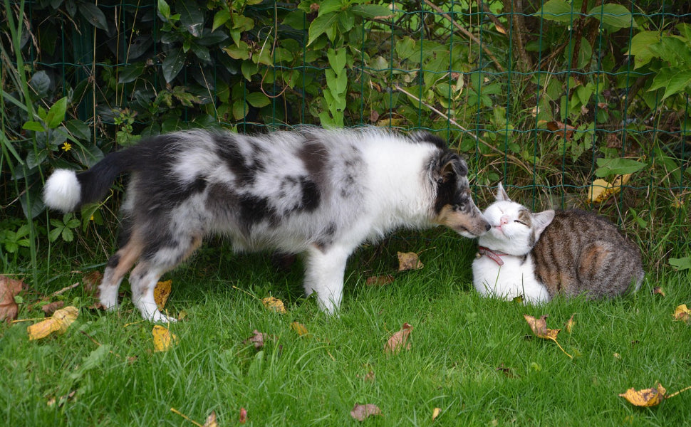 Katzen und Hunde - Pawsometime