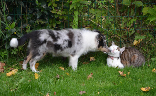 Katzen und Hunde - Pawsometime