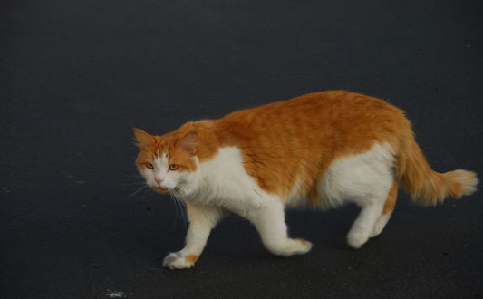 Die Gesundheit älterer Katzen – Pawsometime