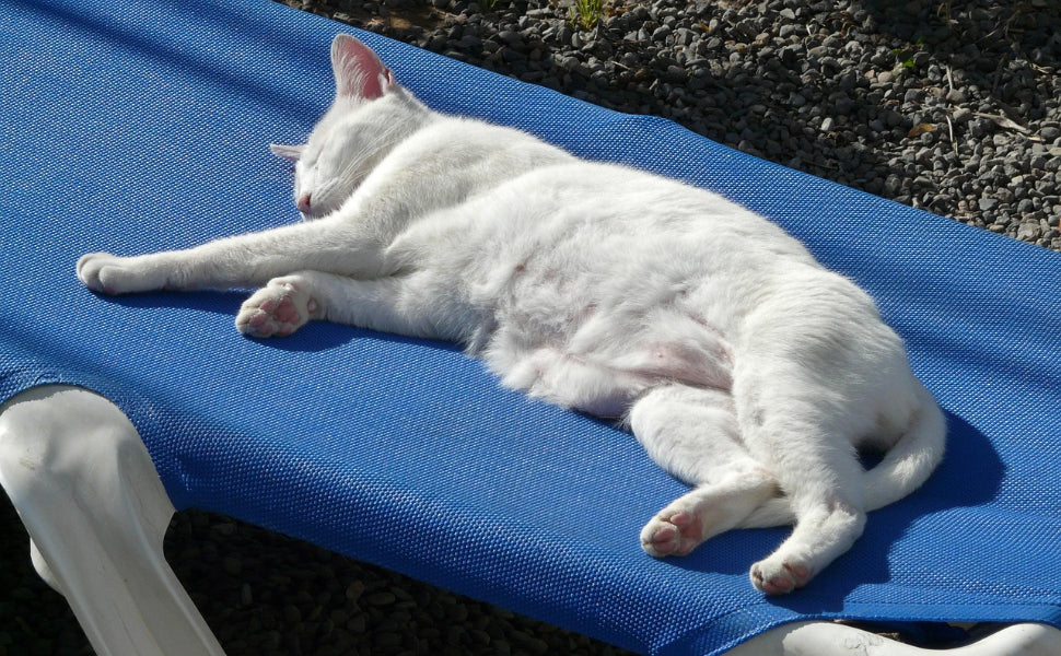 Abenteuerspielplatz für Ihre Katze - Pawsometime
