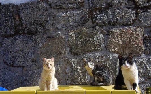 Mehrkatzenhaushalte - Pawsometime