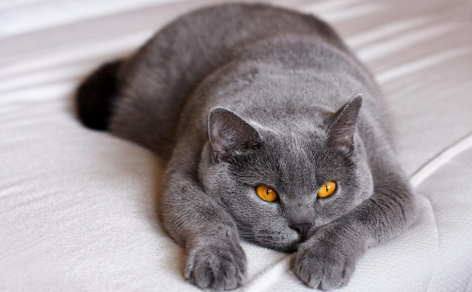 Wie alt werden BKH-Katzen - Pawsometime