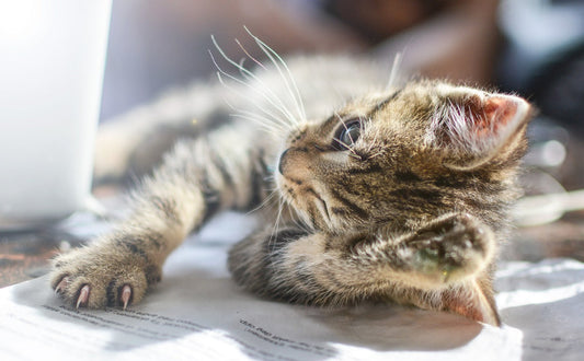 Kätzchen - Pawsometime