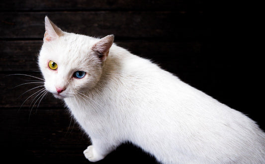 Welche Farben sehen Katzen - Pawsometime