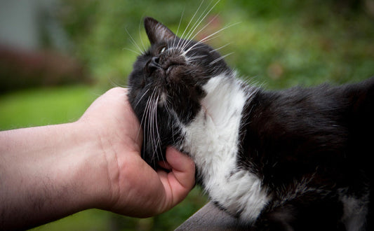 Katzenbaum stabil selbst bauen - Pawsometime