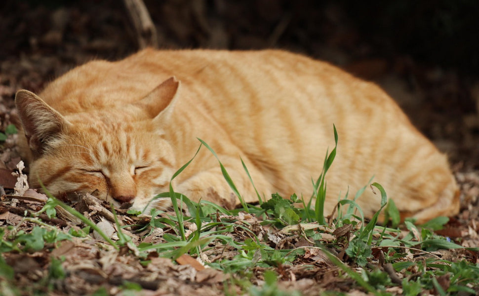 Wie lange schlafen Katzen - Pawsometime