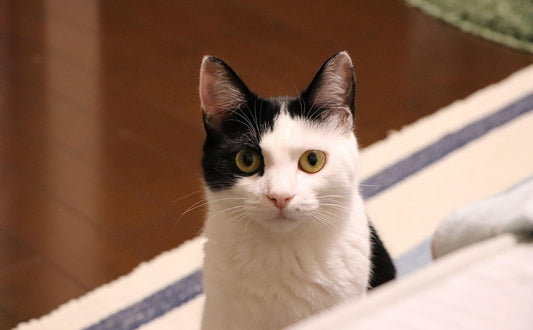 attraktiv für Ihre Katze - Pawsometime