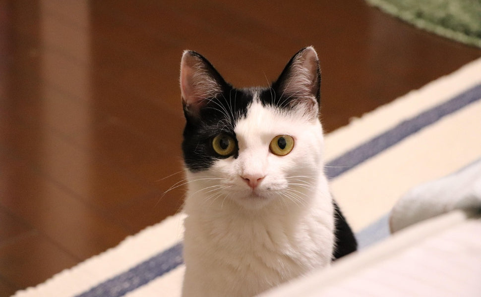 attraktiv für Ihre Katze - Pawsometime