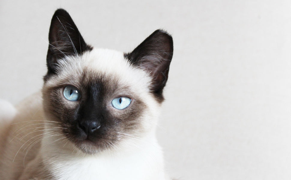 moderner kratzbaum - Pawsometime