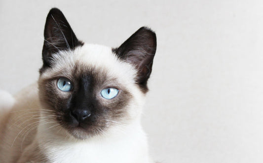 moderner kratzbaum - Pawsometime