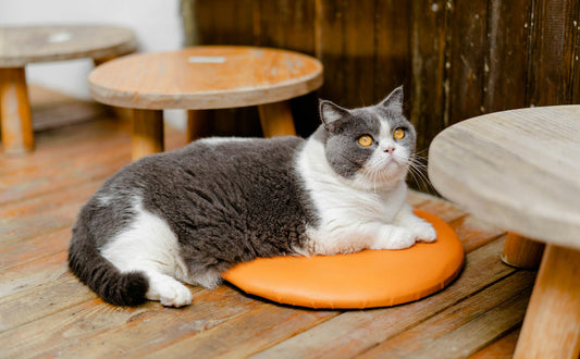 Wie lange wachsen Britisch Kurzhaarkatzen - Pawsometime