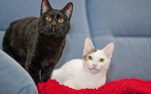 Kratzbrett Katze - Pawsometime