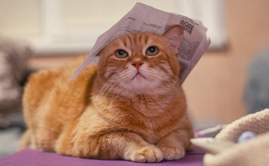 Katzenball - Pawsometime