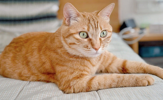 Wie lange leben Katzen - Pawsometime