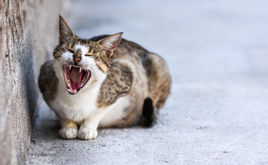 Wie viele Zähne haben Katzen - Pawsometime