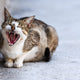 Wie viele Zähne haben Katzen - Pawsometime