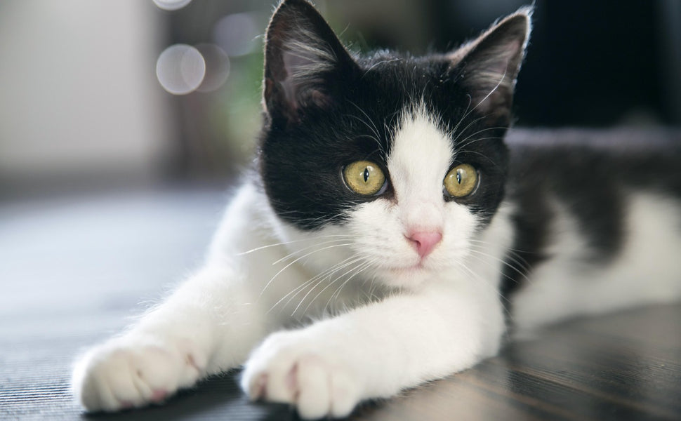 katzen farben sehen - Pawsometime