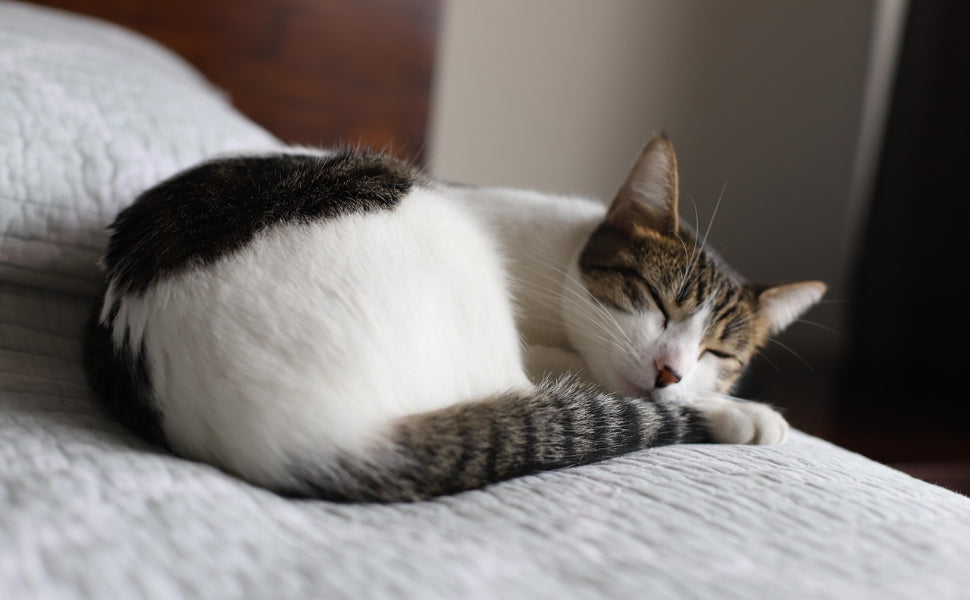 Schlafen Katzen im Winter mehr - Pawsometime