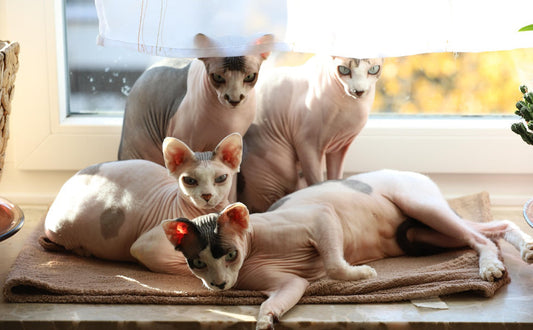 Welche Katze haart wenig - Pawsometime