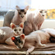 Welche Katze haart wenig - Pawsometime