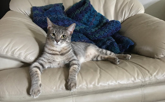 Wie groß sind Katzen - Pawsometime