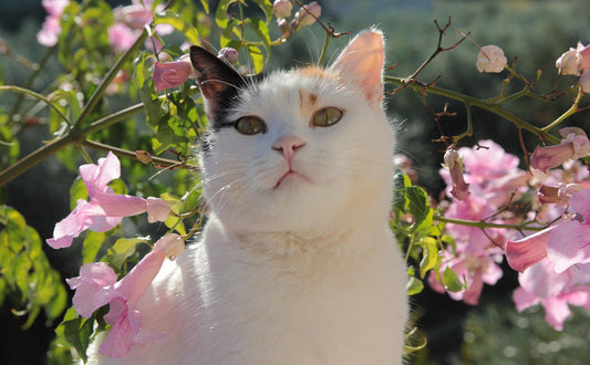 Welchen Geruch mögen Katzen nicht - Pawsometime