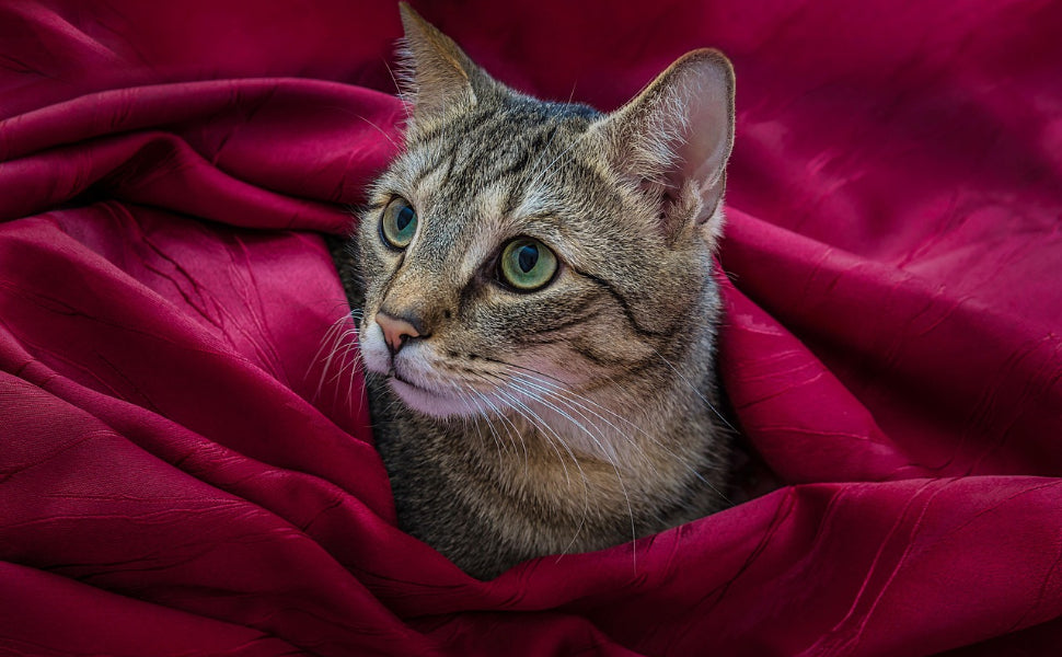 Warum verstecken sich Katzen - Pawsometime