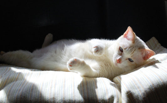 wie lange schlafen katzen am tag - Pawsometime