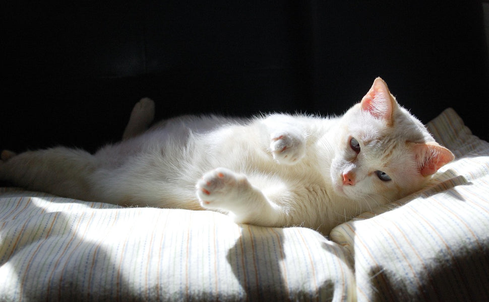 wie lange schlafen katzen am tag - Pawsometime