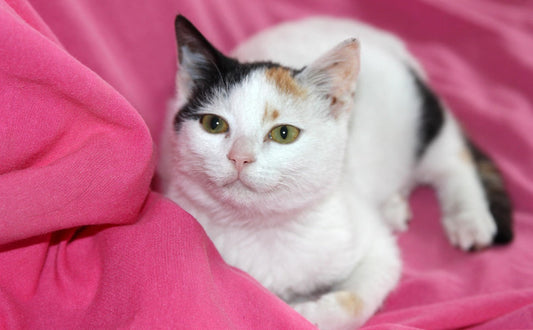 Welche Katzenrasse passt zu mir - Pawsometime