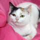 Welche Katzenrasse passt zu mir - Pawsometime
