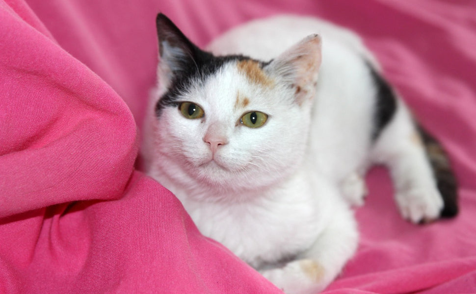 Welche Katzenrasse passt zu mir - Pawsometime