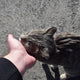 Katze - Pawsometime