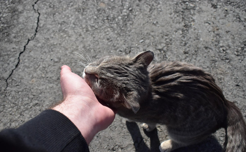 Katze - Pawsometime