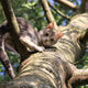 Katze im Baum - Pawsometime