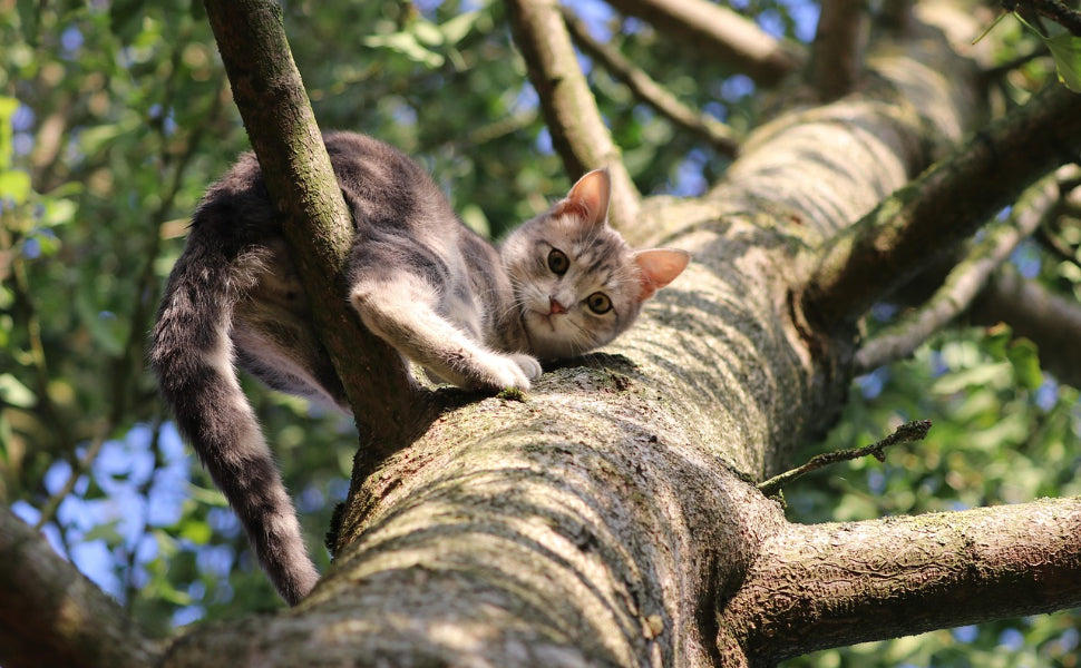 Katze im Baum - Pawsometime