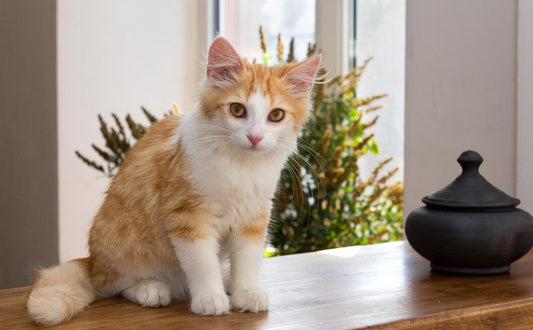 Katzenfutterspielzeug - Pawsometime