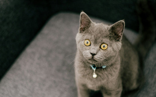 wie lange leben britisch kurzhaar katzen - Pawsometime