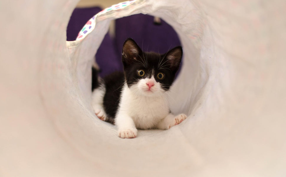 Vor was haben Katzen Angst - Pawsometime