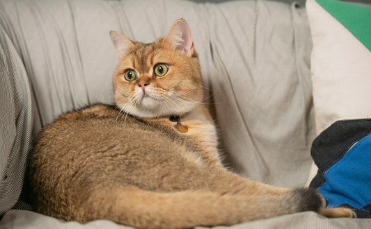 Britisch-kurzhaar Katzen - Pawsometime