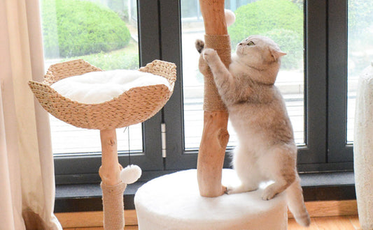 Katzenkletterbaum - Pawsometime