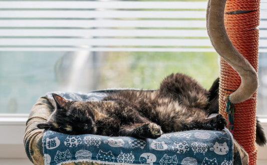 katzenhöhlen - PAWSOMETIME