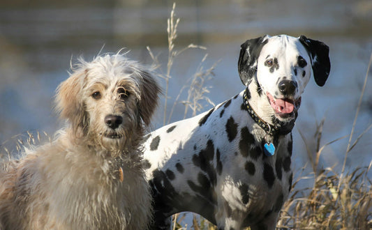 Kaubedürfnisse und Zahngesundheit beim Hund richtig nutzen - PAWSOMETIME