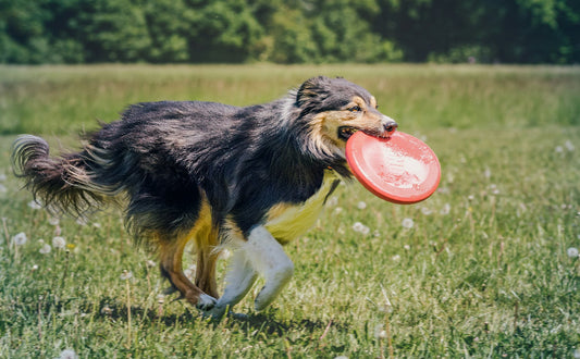 Hund Frisbee - Pawsometime