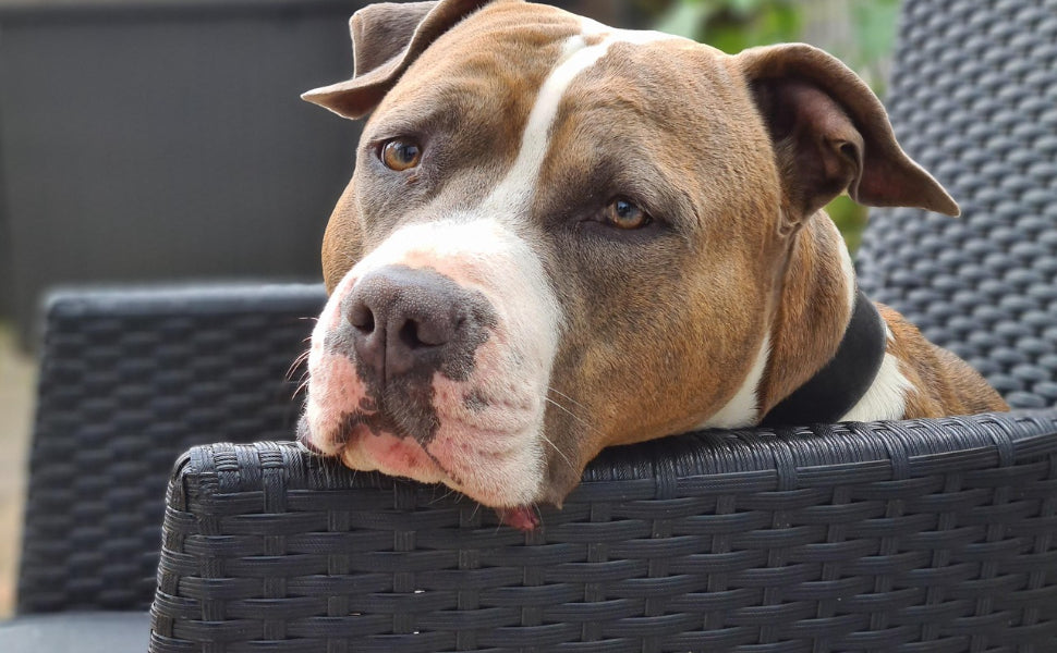 Kuscheltiere für Hunde - Pawsometime